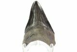 Serrated, Fossil Megalodon Tooth - Georgia #78213-1